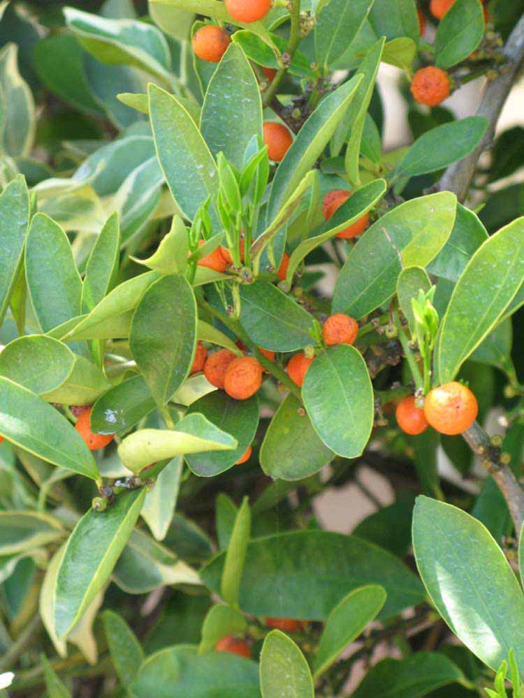              Sun leaves (Winter Haven, FL)       